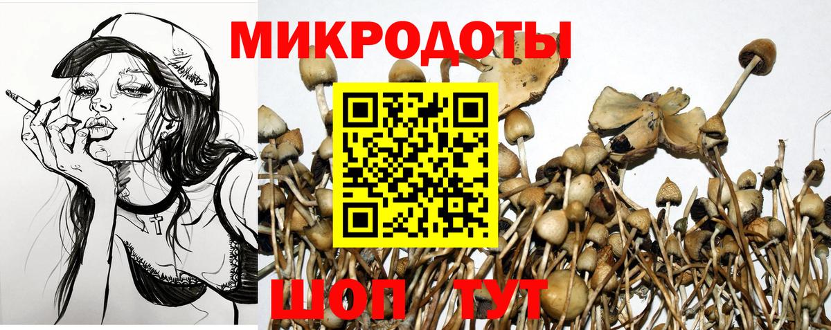 Псилоцибиновые грибы Psilocybe Коряжма